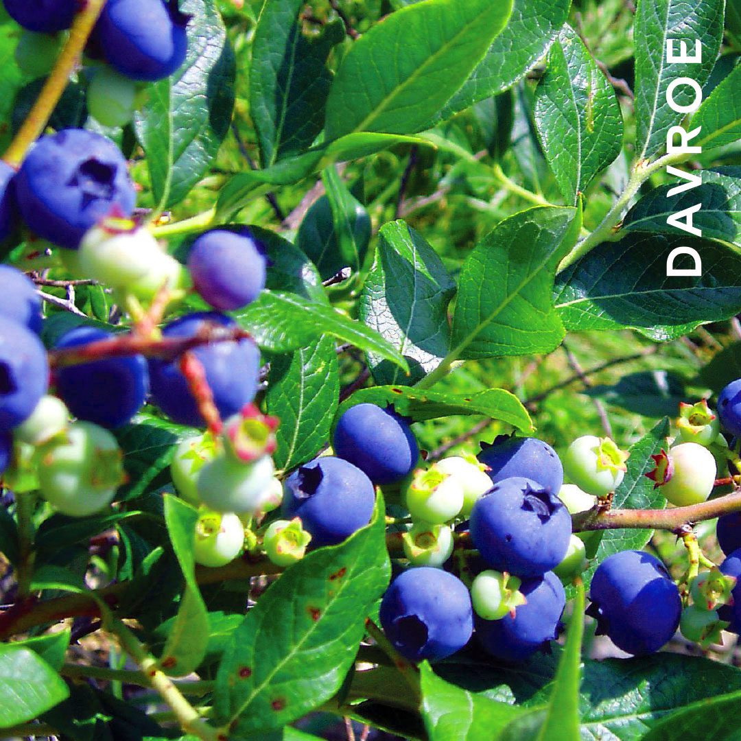 Smooth Senses Anti-Frizz Conditioner - Image 4