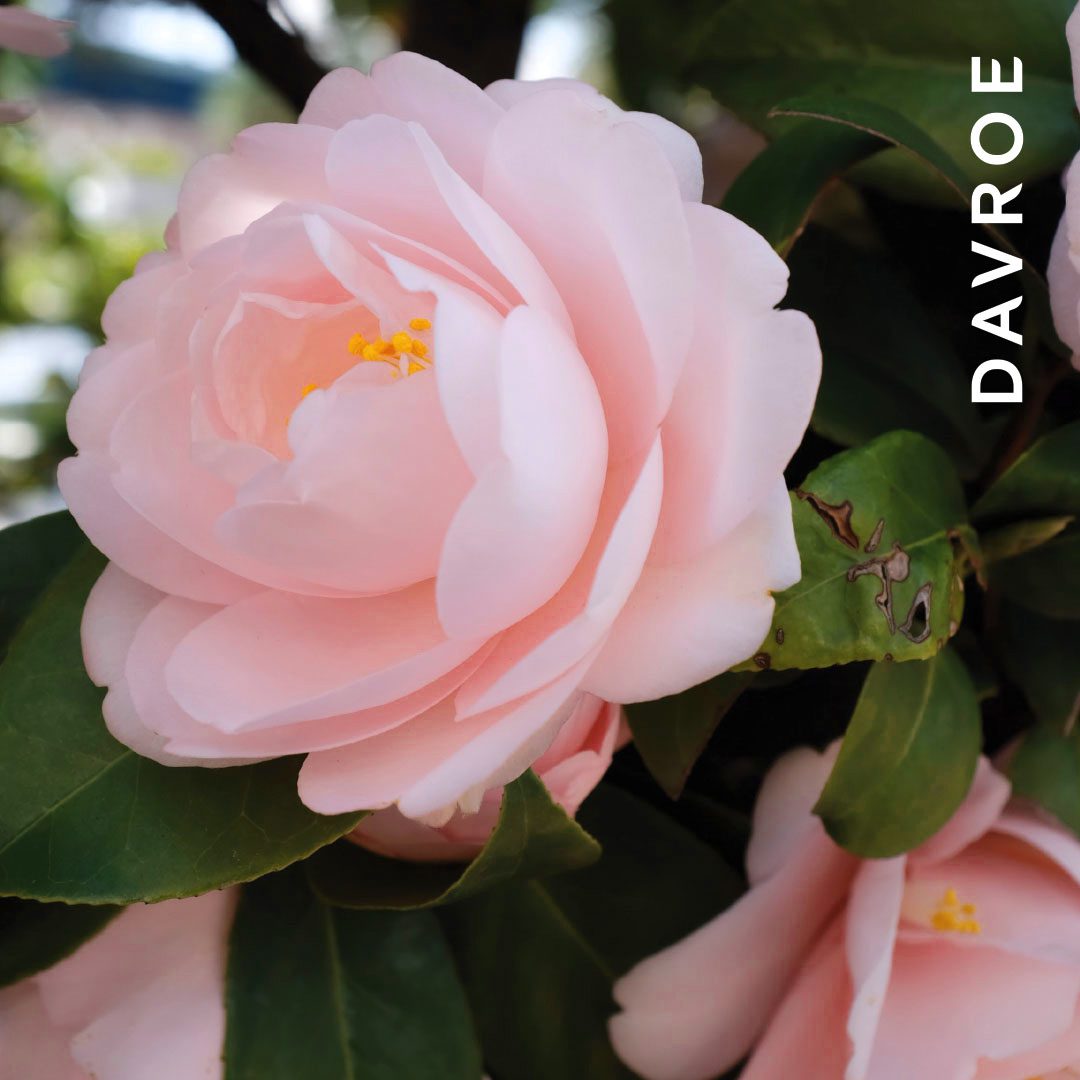 Shine Fluid - Image 2