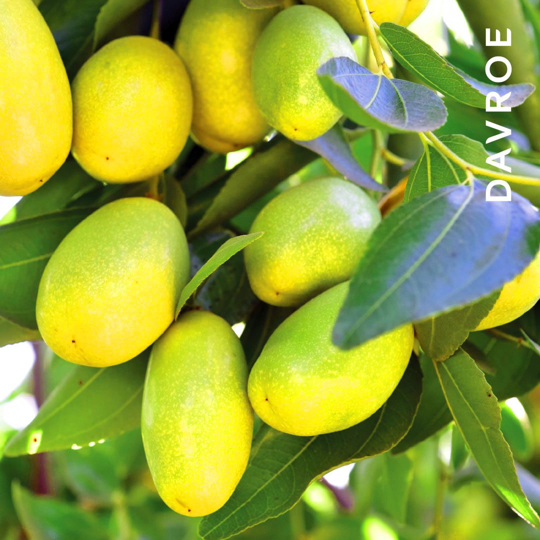 Rebuilder - Proteinbehandlung - Image 8