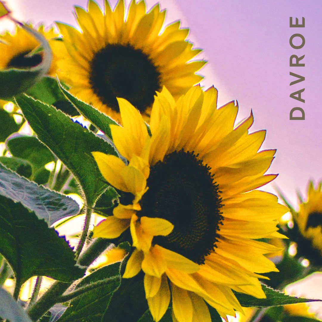 Rebuilder - Proteinbehandlung - Image 5