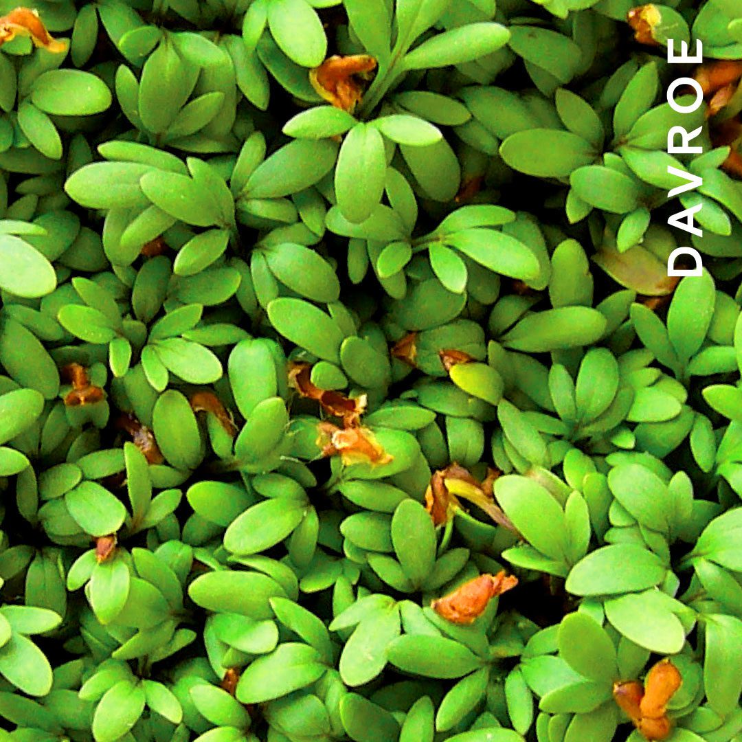 Volume Senses Amplifying Conditioner - Image 3