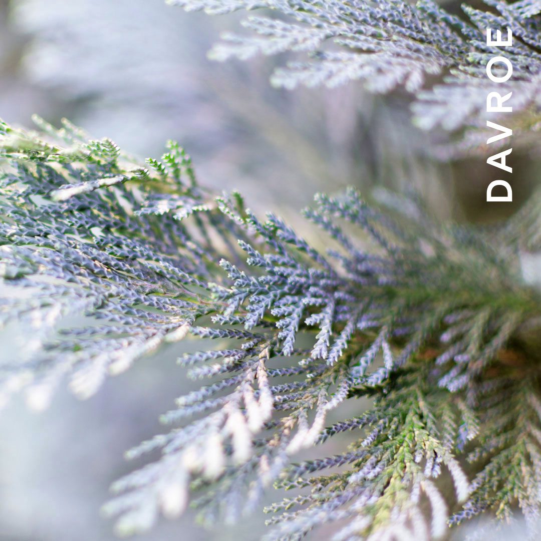 Fortitude Strengthening Conditioner - Image 3