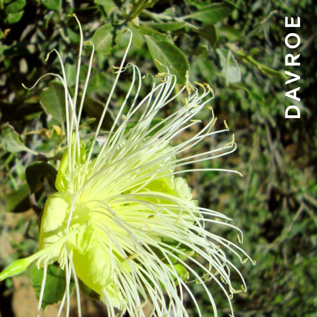 Fortitude Strengthening Conditioner - Image 4